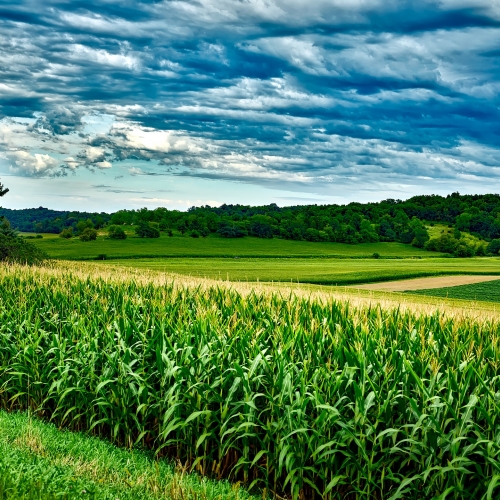 photo of corn ans soybean landscape