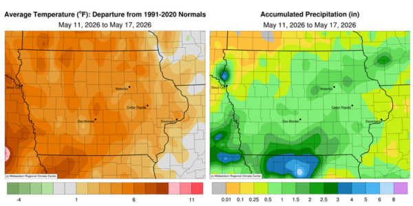 A map of Iowa shows the average temperatures (in degrees Fahrenheit) across the state during the week of May 11-17. Temperatures range from approximately 1 to 8 degrees higher than 1991-2020 normal temperatures.  A map of Iowa shows accumulated precipitation (in inches) across the state during the week of May 11-17. Precipitation ranged from approximately .01 to 5 inches, with the majority (central Iowa) ranging from .5 to 2.5 inches.
