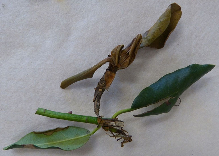 Phytophthora ramorum (Sudden Oak Death) symptoms in 'Cat Nova Zembla' rhododendron leaves.