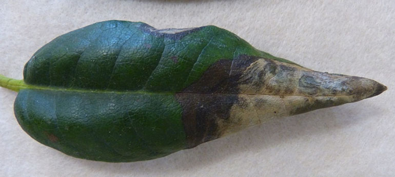 Phytophthora ramorum (Sudden Oak Death) symptoms in  'Percy Wiseman' rhododendron leaves.