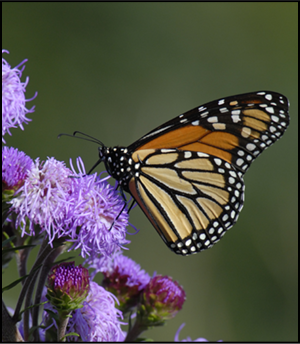 photo of monarch butterfly