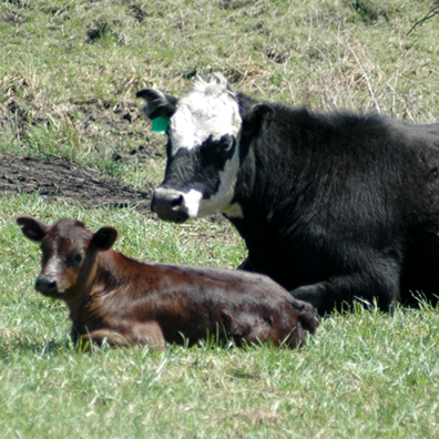 cow and calf