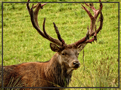 elk photo