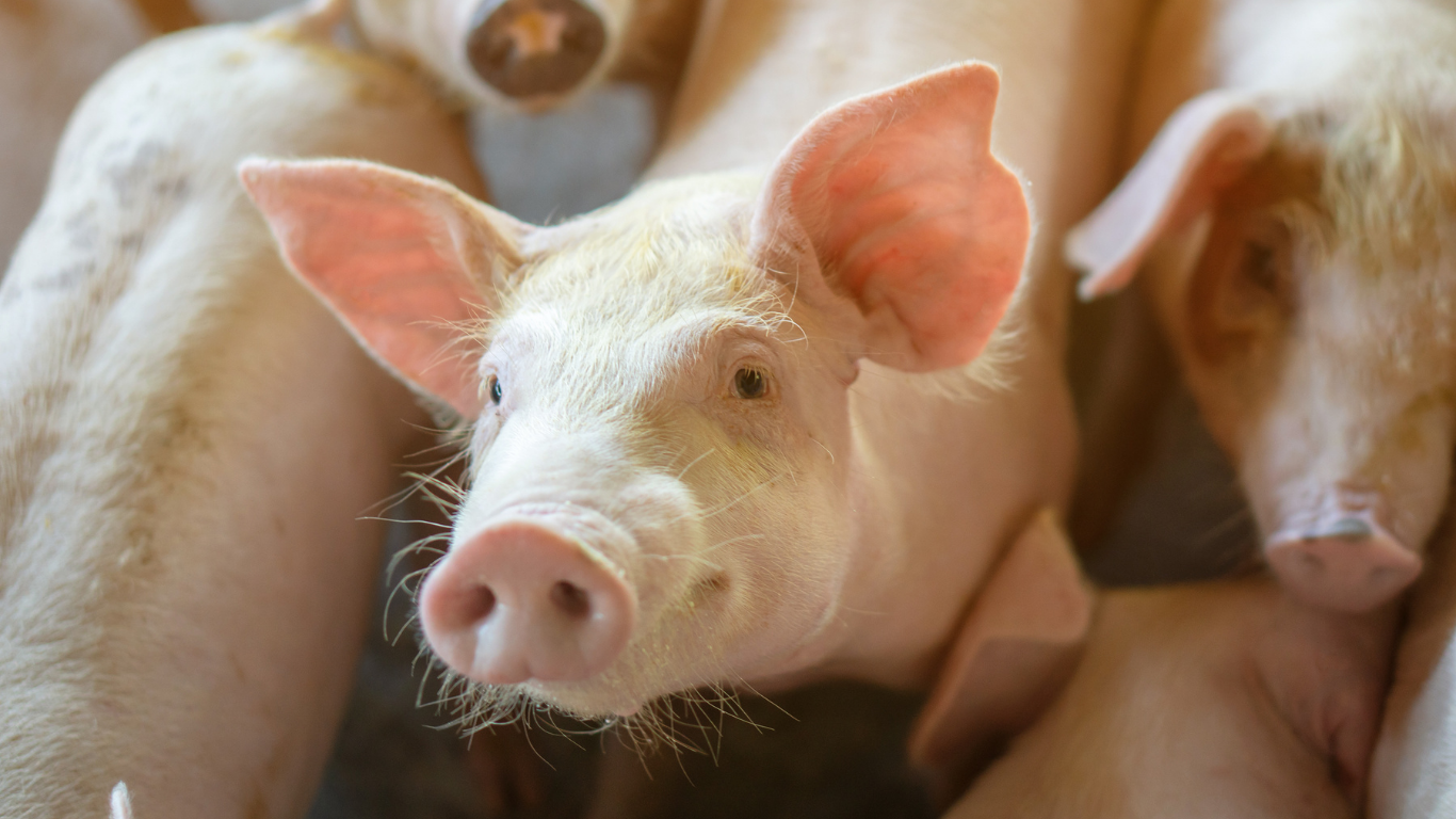 Photo of production pig