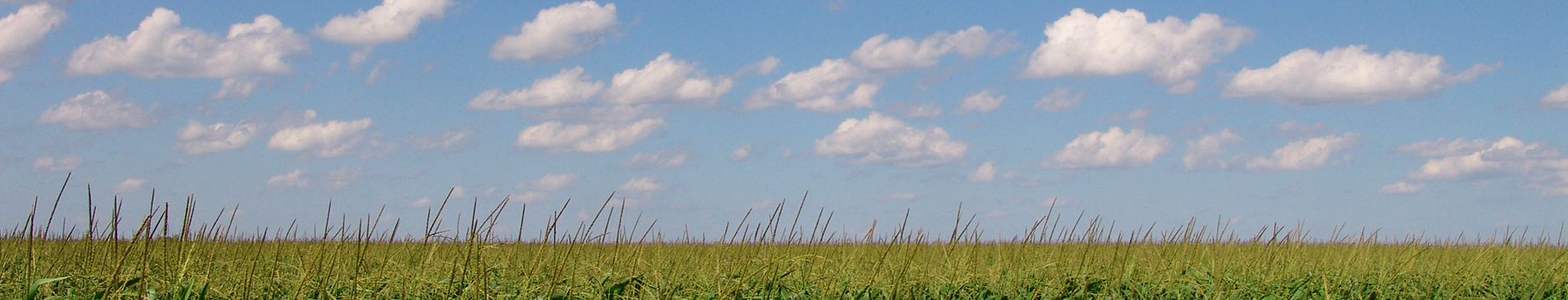 grassy field and blue sky with clouds
