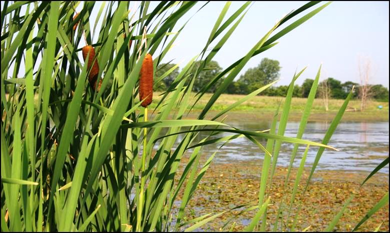Photo of cattails