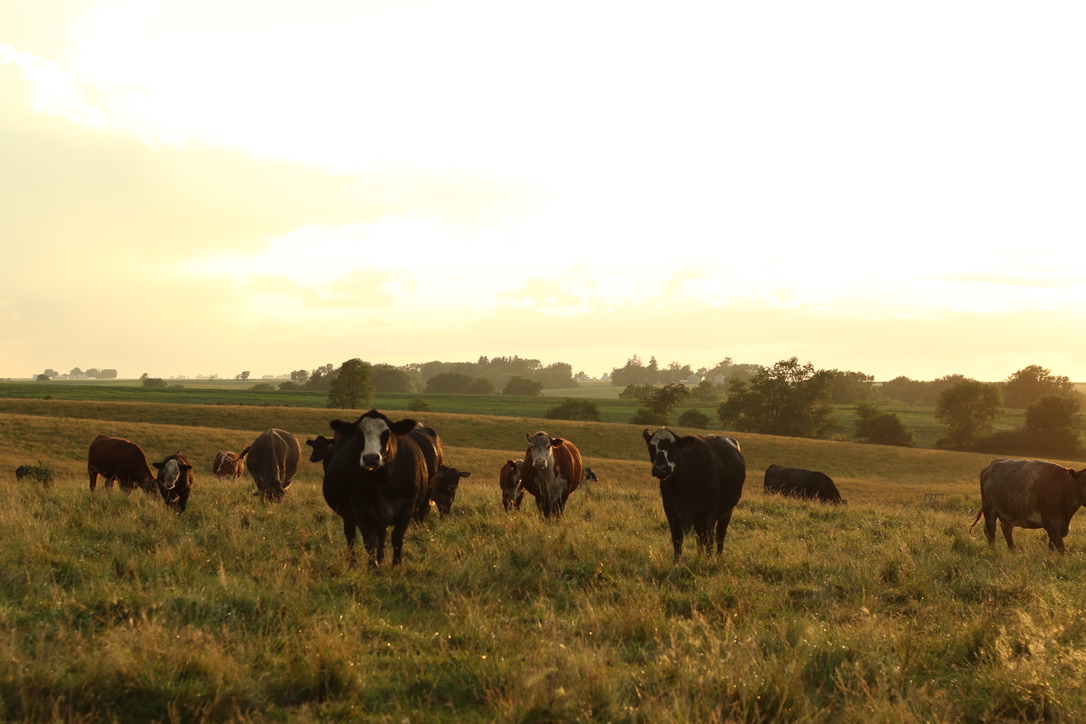 picture of cows in a field