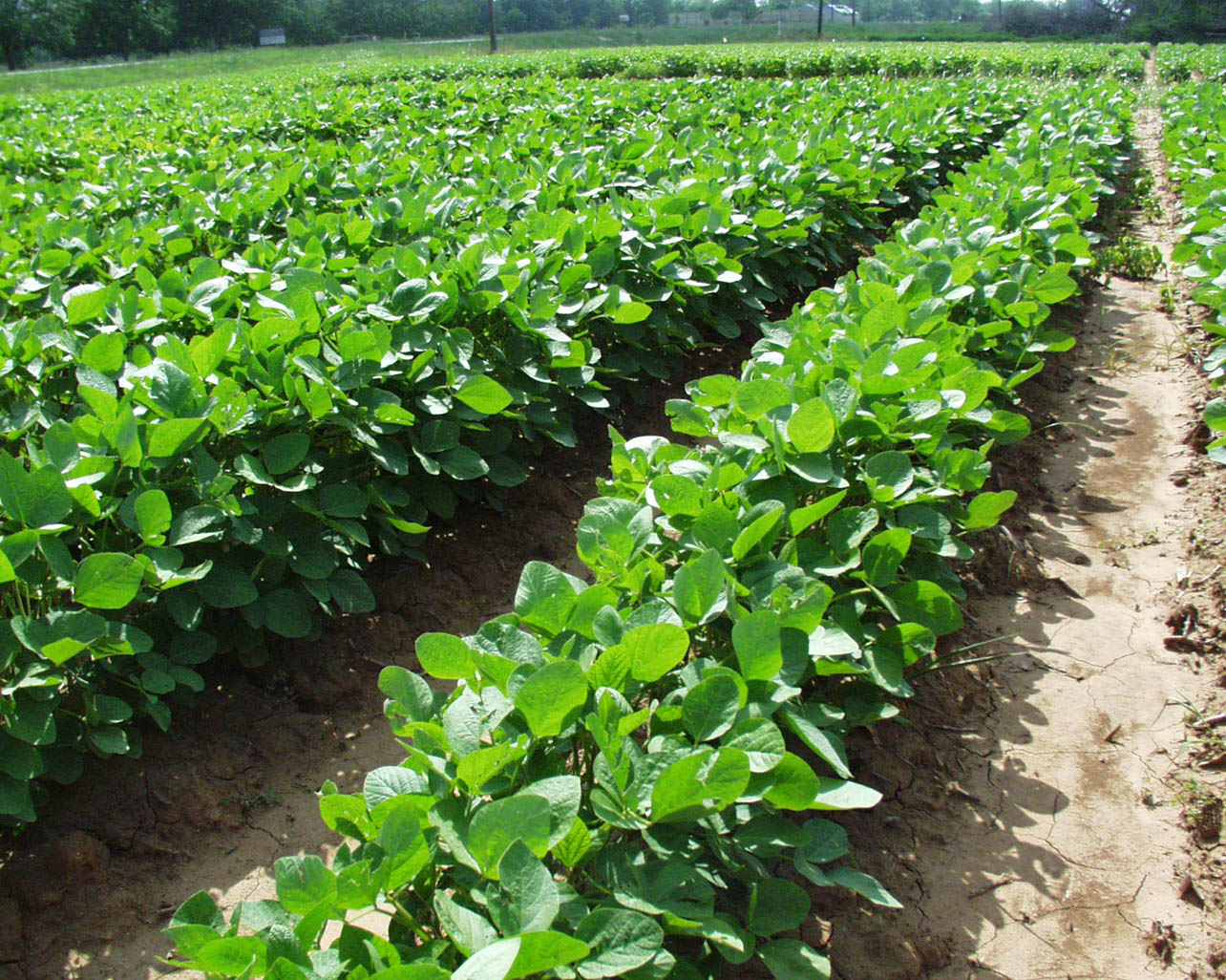photo of soybean field
