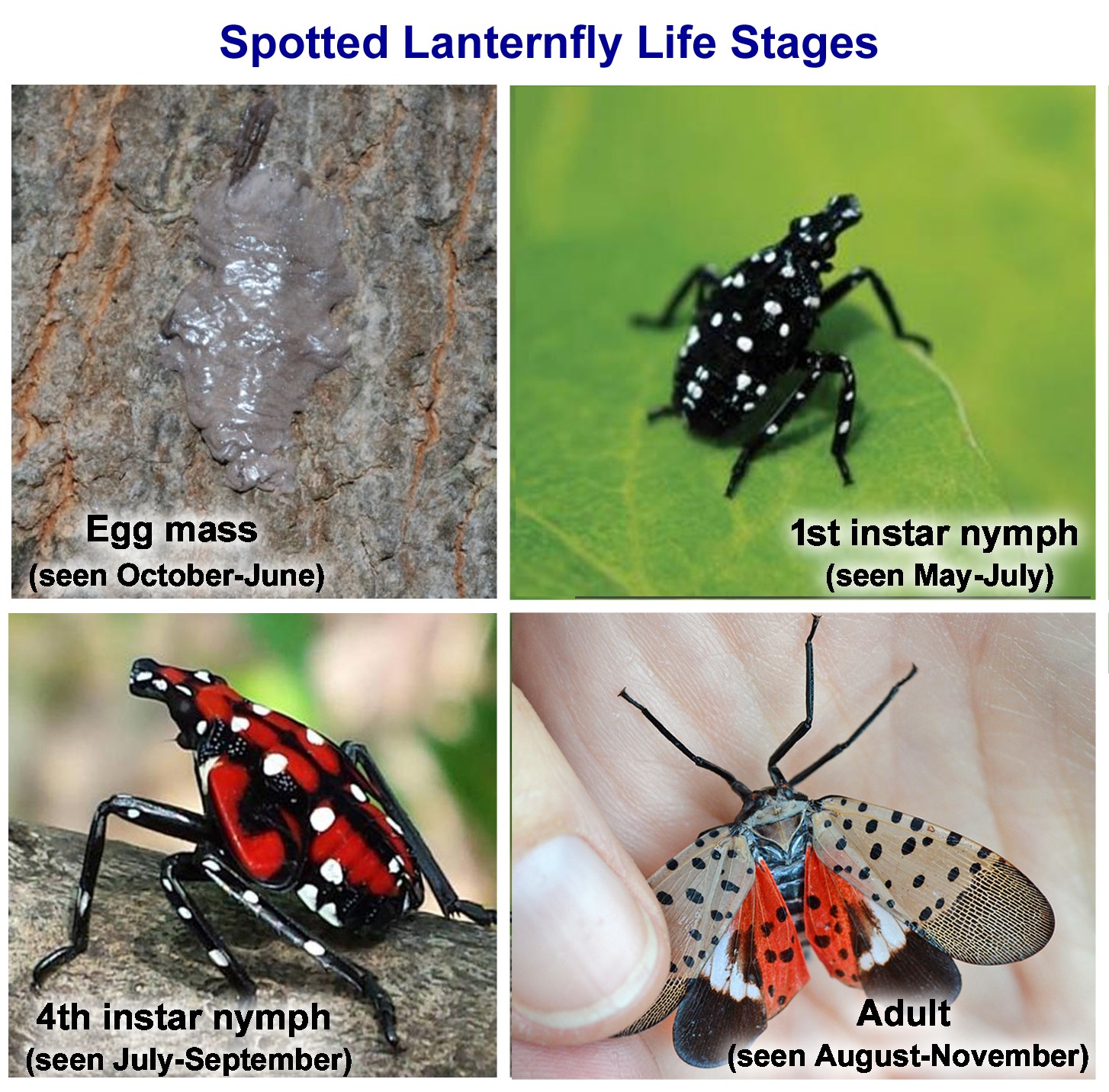 lanternfly