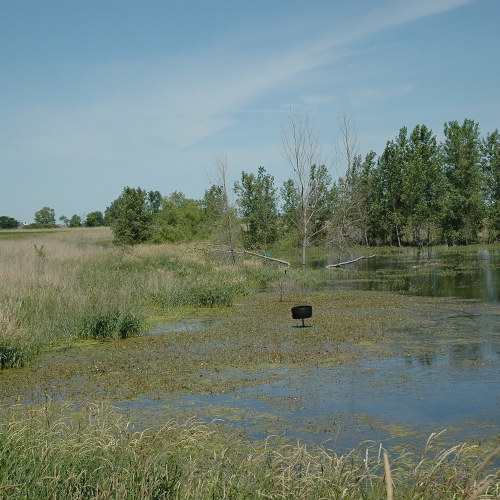 Photograph of an Iowa Wetland